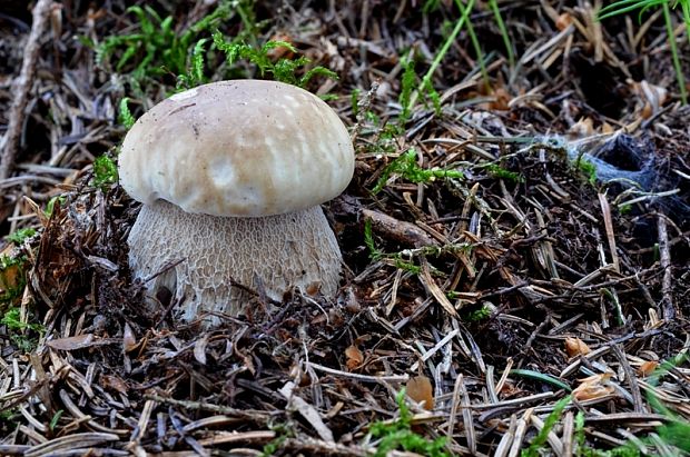 hríb smrekový Boletus edulis Bull.