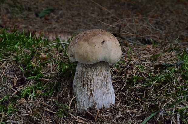 hríb smrekový Boletus edulis Bull.