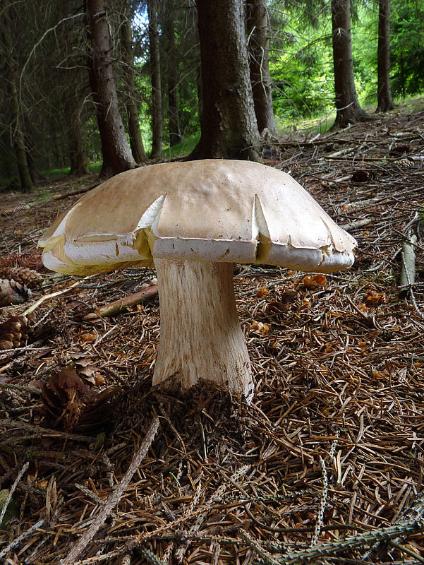 hríb smrekový Boletus edulis Bull.