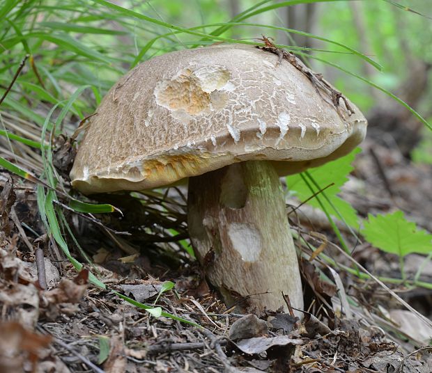 hríb dubový Boletus reticulatus Schaeff.