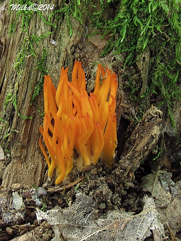 parôžkovec lepkavý Calocera viscosa (Pers.) Fr.