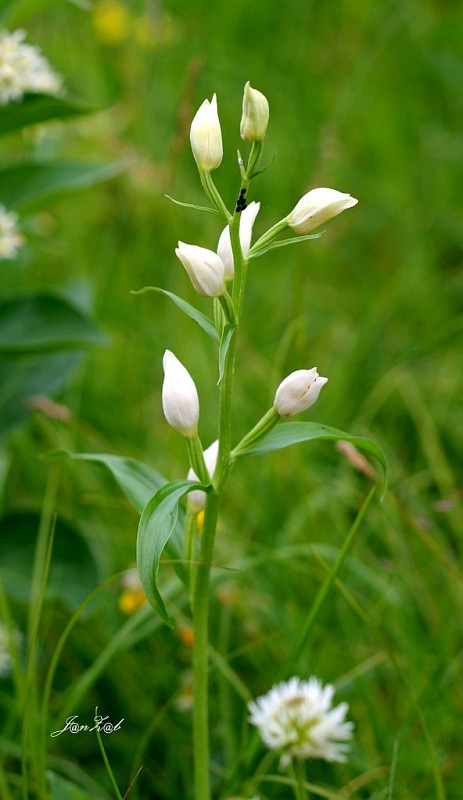 prilbovka biela Cephalanthera damasonium (Mill.) Druce