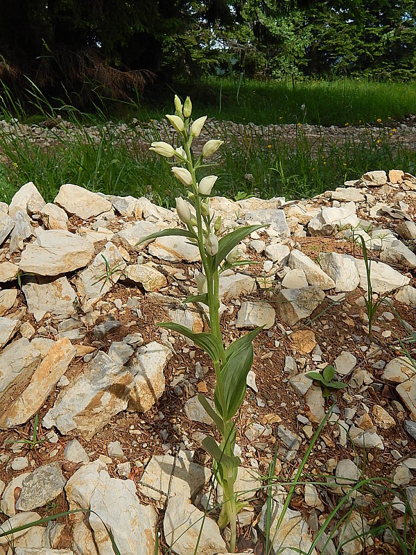 prilbovka biela Cephalanthera damasonium (Mill.) Druce