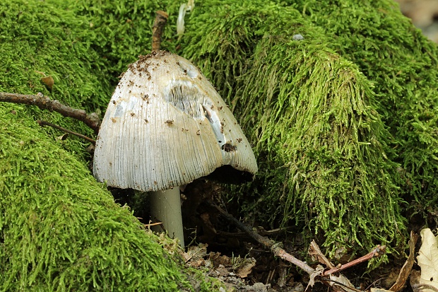 hnojník nápadný Coprinopsis insignis (Peck) Redhead, Vilgalys & Moncalvo