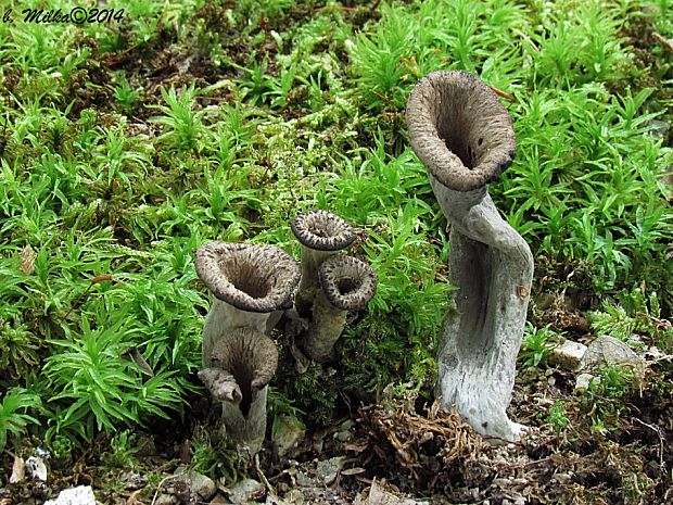 lievik trúbkovitý Craterellus cornucopioides (L.) Pers.