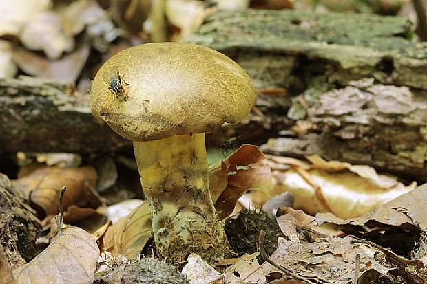 hríb modrejúci Cyanoboletus pulverulentus (Opat.) Gelardi, Vizzini & Simonini