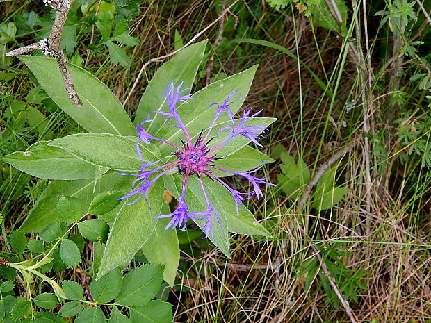 nevädza horská Cyanus montanus (L.) Mill.