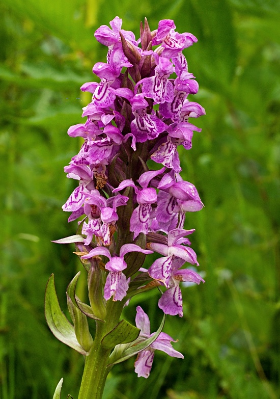 vstavačovec májový pravý Dactylorhiza majalis subsp. majalis (Reincherb.) Hunt & Summerh.