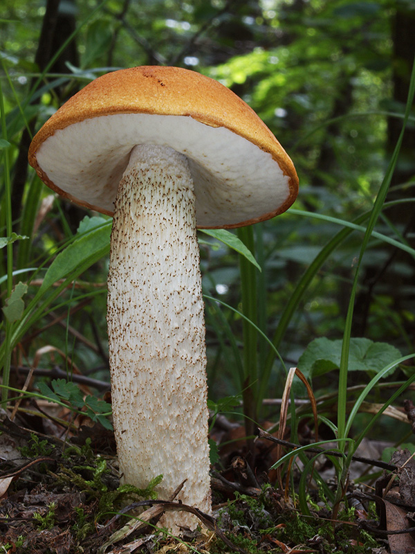 kozák osikový Leccinum albostipitatum den Bakker & Noordel.