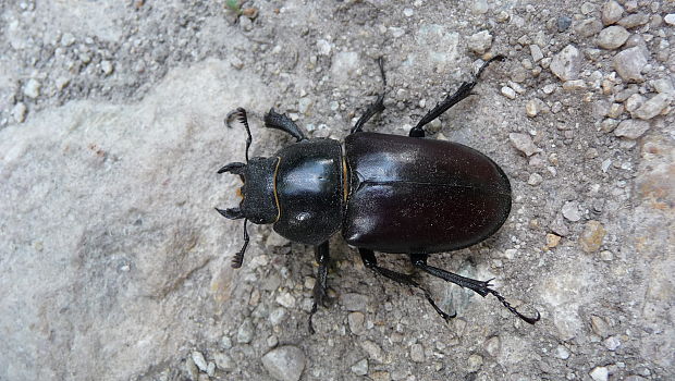 roháč obecný Lucanus cervus