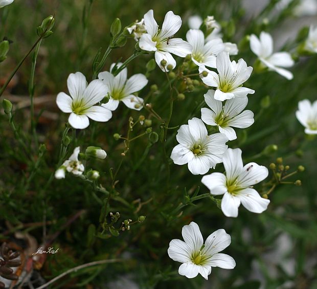 kurička vápencová Minuartia langii (G. Reuss) Holub