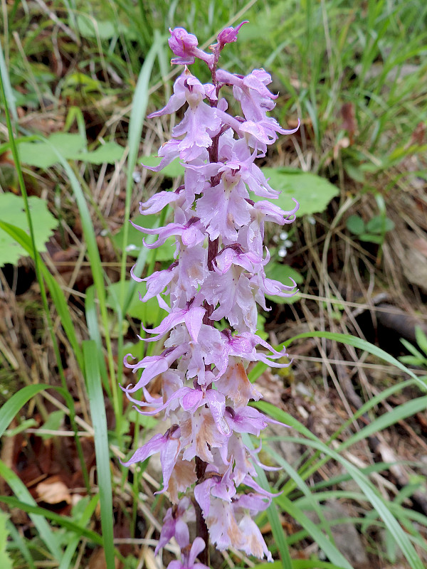 vstavač mužský poznačený Orchis mascula subsp. signifera (Vest) Soó