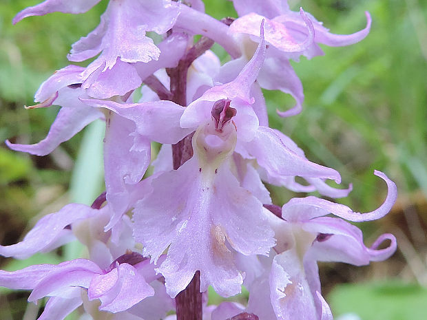 vstavač mužský poznačený Orchis mascula subsp. signifera (Vest) Soó