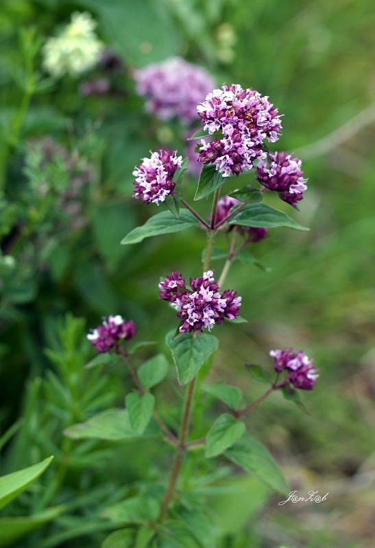 pamajorán obyčajný Origanum vulgare L.