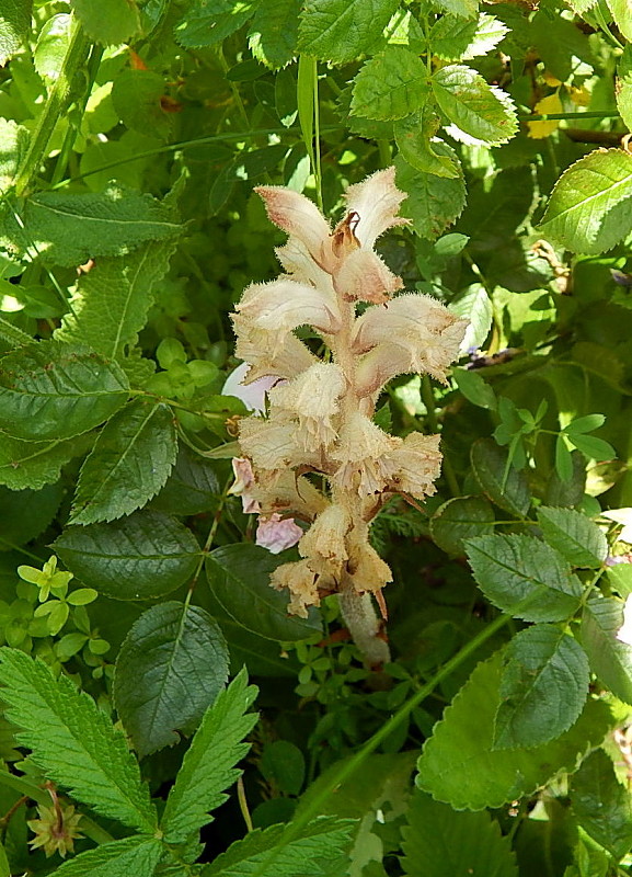 záraza obyčajná Orobanche caryophyllacea Sm.