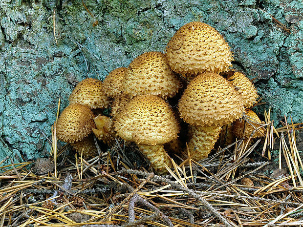 šupinovka šupinatá Pholiota squarrosa (Vahl) P. Kumm.