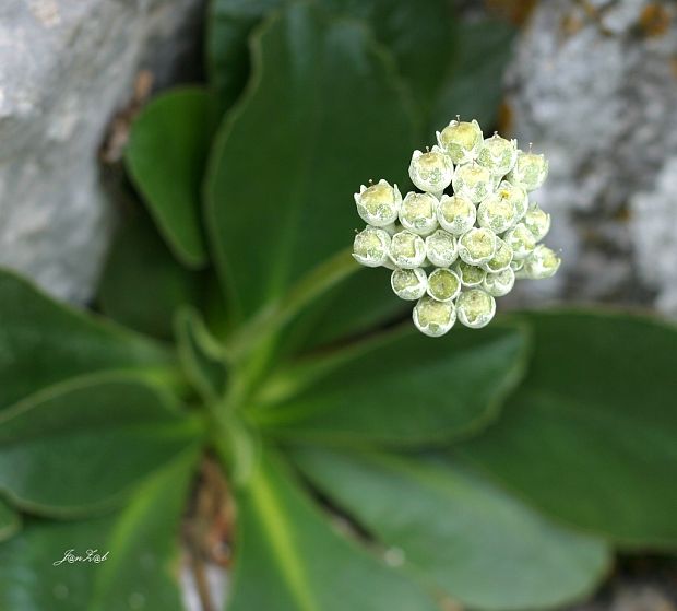 prvosienka holá Primula auricula L.