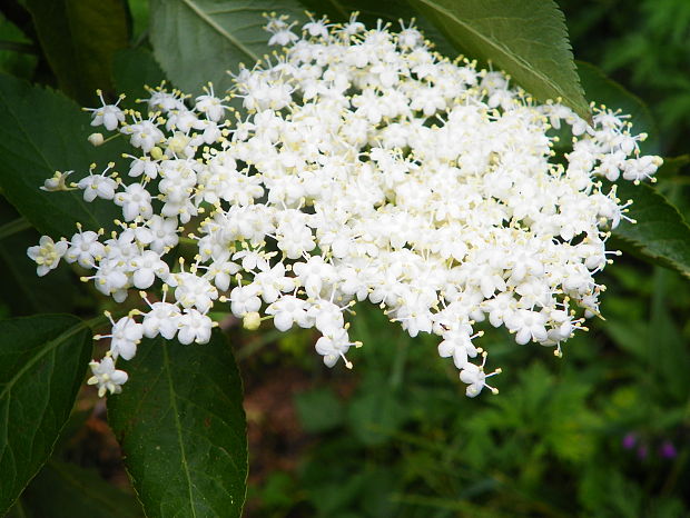 baza čierna Sambucus nigra L.