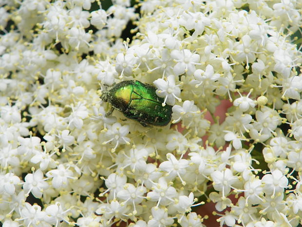 baza čierna Sambucus nigra L.