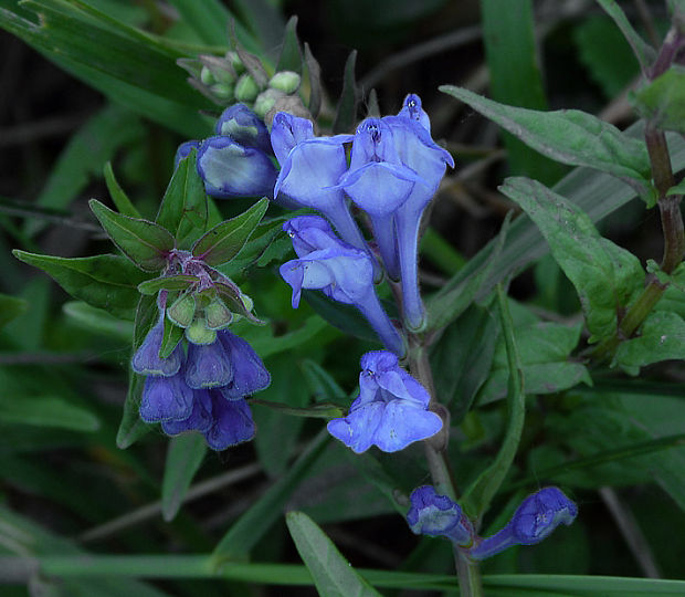 šišak gracovitý Scutellaria hastifolia L.