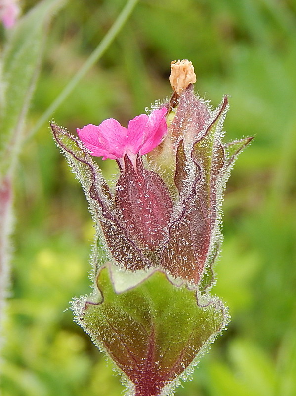 silenka červená Silene dioica (L.) Clairv.