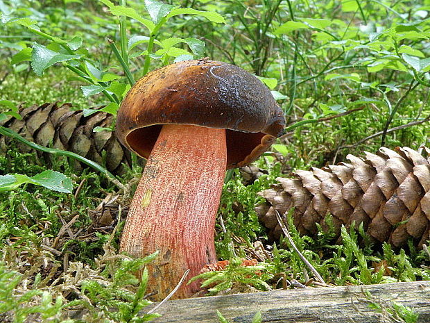 hríb zrnitohlúbikový Sutorius luridiformis (Rostk.) G. Wu & Zhu L. Yang