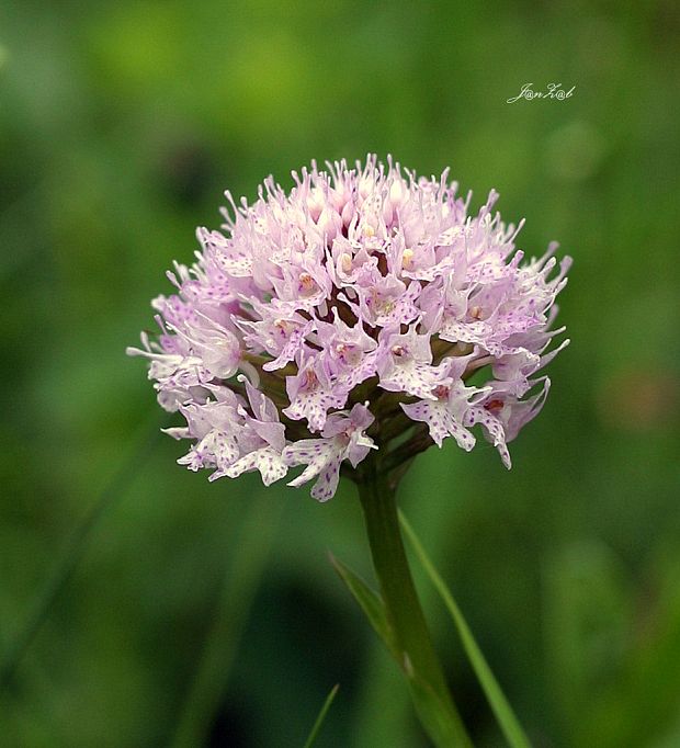 pavstavač hlavatý Traunsteinera globosa (L.) Reichenb.