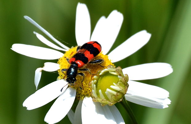 pestroš včelí  Trichodes apiarius