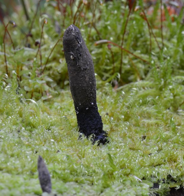 drevnatec Xylaria sp.