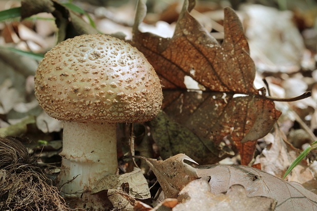 muchotrávka červenkastá Amanita rubescens Pers.