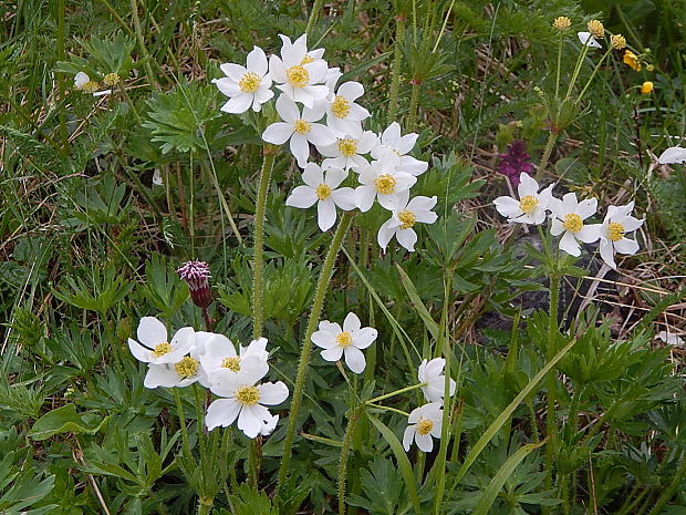 veternica narcisokvetá Anemone narcissiflora L.