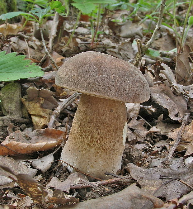 hríb dubový Boletus reticulatus Schaeff.