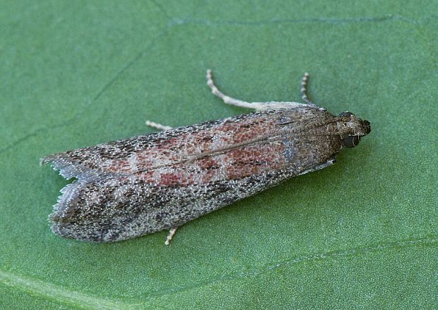 vijačka tropická Cadra furcatella