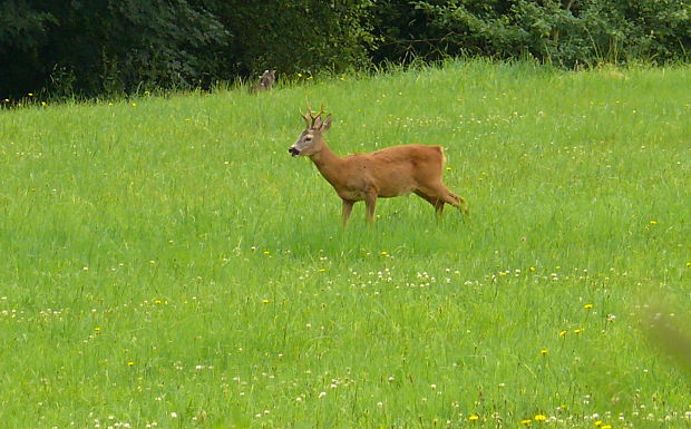 srnec hôrny -  srnec obecný  Capreolus capreolus  Linnaeus, 1758