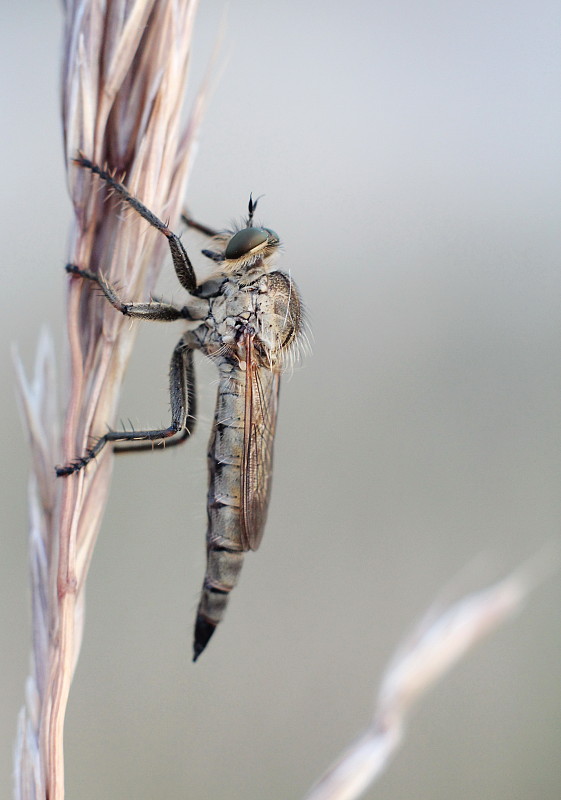 muchárka Eutolmus rufibarbis