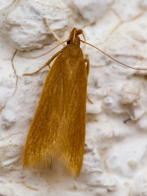 . Helcystogramma rufescens