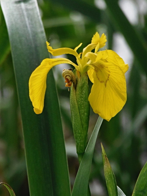 kosatec žltý Iris pseudacorus L.