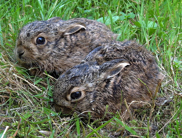 zajíc polní Lepus europaeus