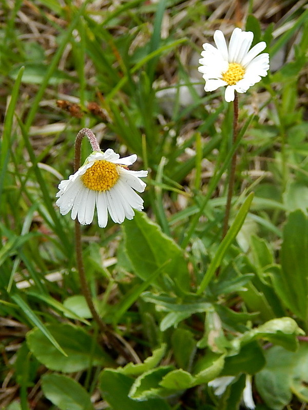 margaréta okrúhlolistá Leucanthemum waldsteinii (Sch. Bip.) Pouzar