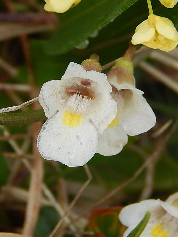 tučnica alpínska Pinguicula alpina L.