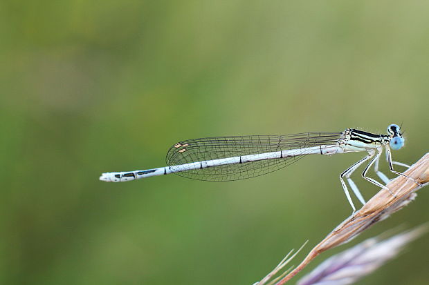 šidielko ploskonohé Platycnemis pennipes