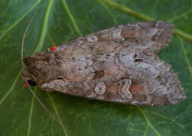 mora ihlicová Polia bombycina