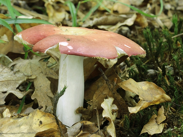 plávka Russula sp.