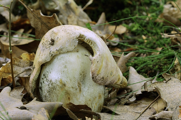 plávka mandľová Russula vesca Fr.