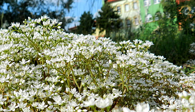 rozchodník biely Sedum album L.