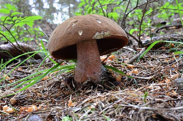 hríb zrnitohlúbikový Sutorius luridiformis (Rostk.) G. Wu & Zhu L. Yang