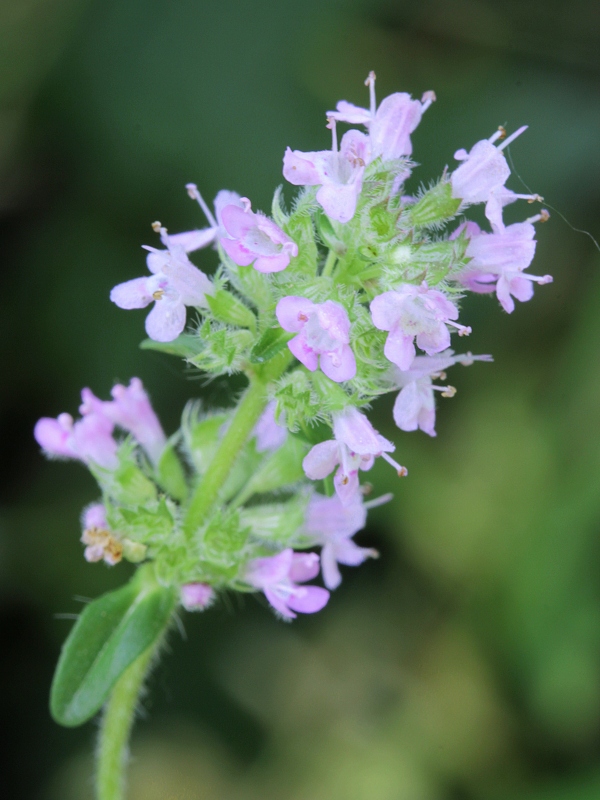 dúška materina Thymus serpyllum L.