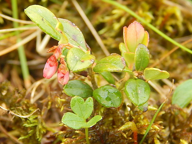 brusnica pravá Vaccinium vitis-idaea L.