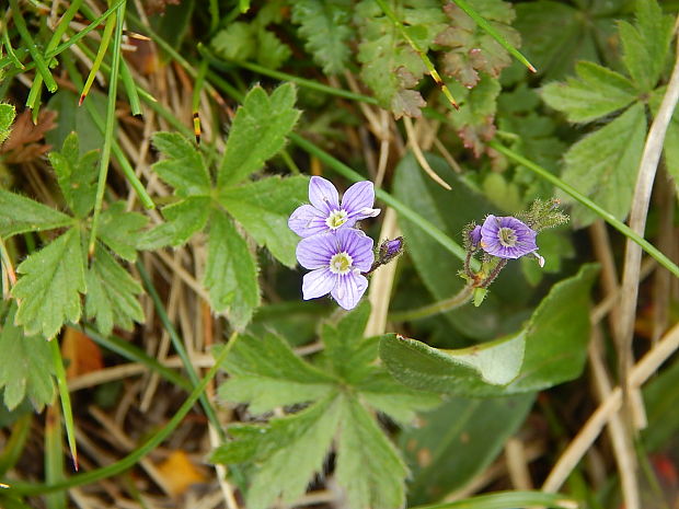 veronika bezlistá Veronica aphylla L.