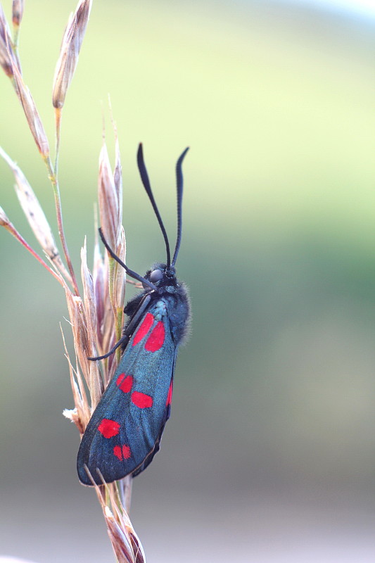 vretienka obyčajna Zygaena filipendulae